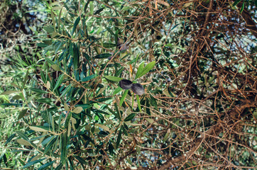Selective focus on two black olives on a tree branch.