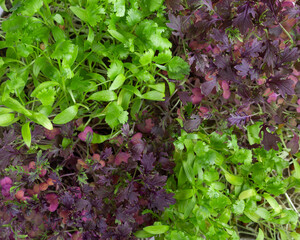 Microgreens, micro greens - cilantro and red mustard  seedlings as background.