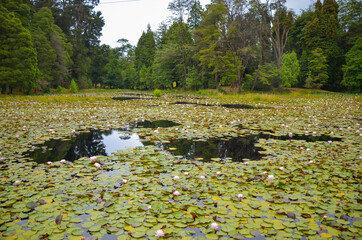 Small lake with waterlilies on surface in Valdivia, Chile
