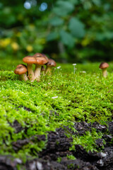 Low depth of field image of some mushrooms and moss in the woods