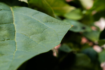 background of greenery and leaves close-up on a sunny day