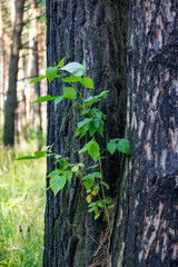 A shrub that sprouted between pine trunks. Nature clings to life
