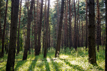 Young pine forest on a sunny july day. Beautiful coniferous forest
