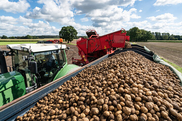 Kartoffelernte - Kartoffelroder entlädt geerntete Kartoffeln auf gut gefüllte Transportanhänger.