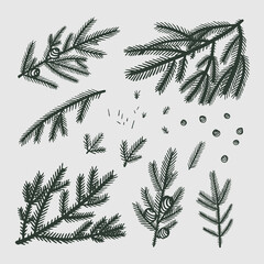 New year's and Christmas set with the pine branches in green, gray colours