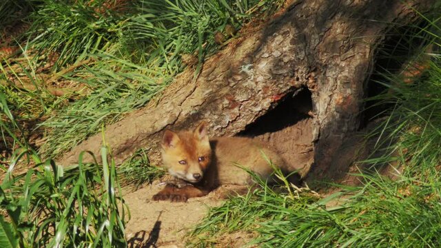 Fox cubs playing outside their den, spring of 2020, Jutland - Denmark