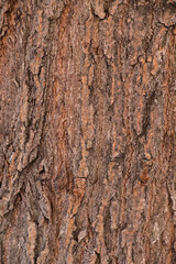 
tree bark close up