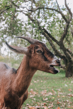 Red-brown goat on a background of greenery. Country life outside the city, farm animals. Vertical photo.