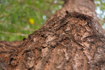 
tree bark close up