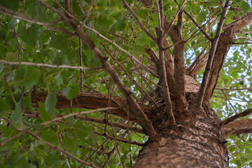 
tree bark close up