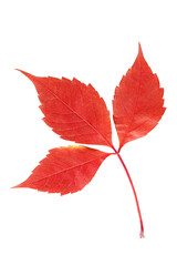 Closeup image of red autumn grape leaf isolated at white background. Parthenpcissus tree foliage.