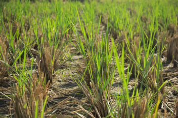 Close up of green rice field after planting season