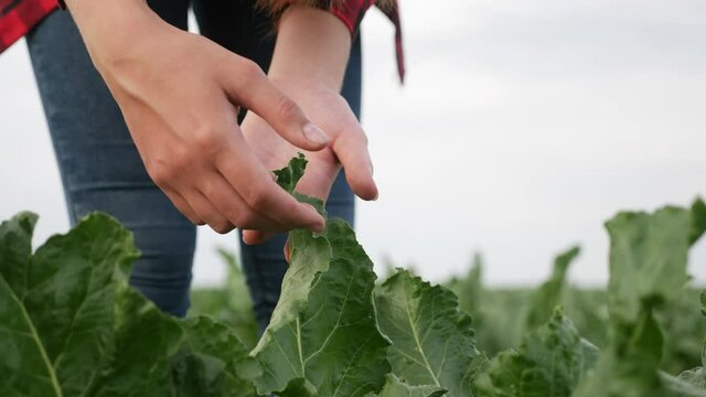 Agriculture. farmer girl hand caring for green a plants in the garden. agriculture. agribusiness subsistence crop agriculture. farmer crop hand girl works harvests beet