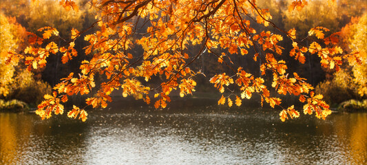 Autumn banner, golden oak leaves on the background of the lake, autumn landscape and mood.