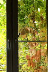 Window overgrown with thickets of grapes outside, view from the room, vertical
