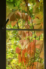 Window overgrown with thickets of grapes outside, view from the room, vertical
