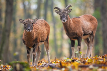 Two young mouflons, ovis orientalis, standing in forest in autumn. Pair of wild mammals looking to the camera in wilderness. Wild sheep siblings watching in wilderness.