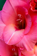 Fototapeta na wymiar Pink gladiolus flower close-up. Garden flowers.