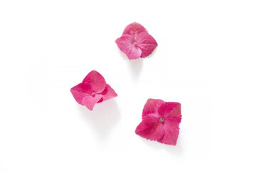 Three isolated pink hydrangea flower petals on a white background top view