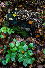 A scene from the woods in autumn, very shallow focus.