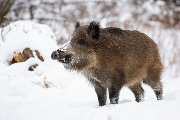 Wild boar, sus scrofa, standing on snow in wintertime nature. Brown mammal looking on snowy meadow. Big animal with hairy fur observing on white field.