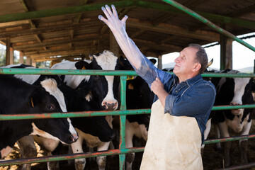 farmer prepares for artificial insemination of cows