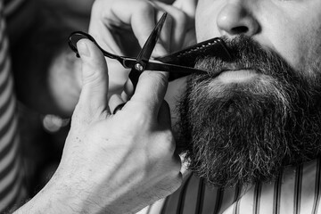 Barber shearing beard to man in barbershop, close up. Beard styling and cut.