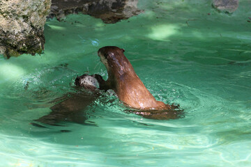 two otters playing