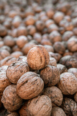 A lot of grey Circassian walnuts in the shell