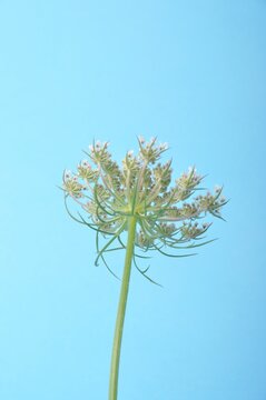 Wild carrot flower on blue background