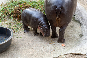Pygmy hippopotamus (Choeropsis liberiensis)  mother and baby couple
