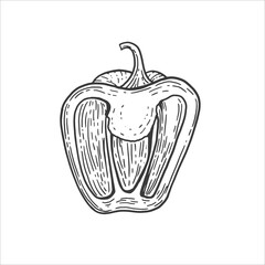 Hand drawn pepper illustration in retro vintage style