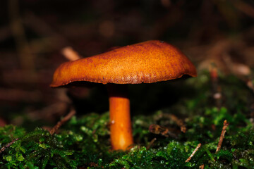 Mushrooms at night 9