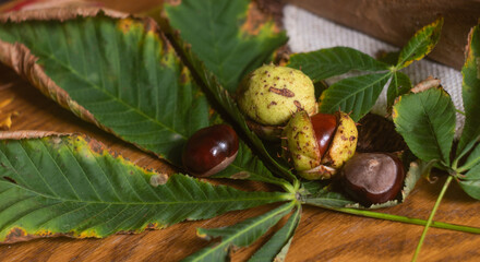 chestnut conkers with half - dried leaves of horse chestnut, some conkers in cover