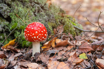 Red fly agaric mushroom or toadstool growing in the forest. Amanita muscaria, toxic mushroom. Poisonous mushroom famous for its brightly red coloured cap. Natural forest background.
