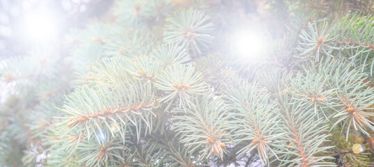 Christmas abstract background. Green spruce branches. Abstract spots of light.