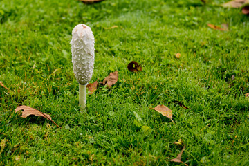 Single mushroom growing amongst grass after rain. Selective focus.