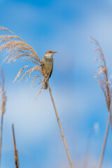 野鳥