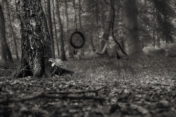 lost play land in the forest