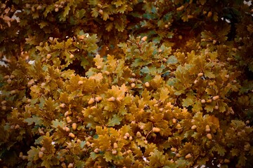 Fototapeta na wymiar Closeup of golden oak leaves and acorns