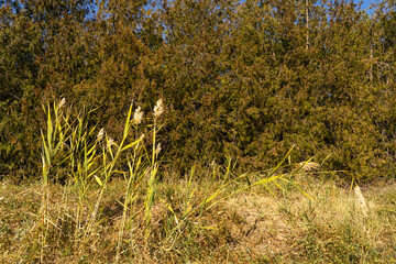 Summer landscape. Reeds. Trees and plants in summer and early autumn. Dry grass. Green leaves on the trees. Green trees in the background.
