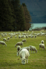 Obraz na płótnie Canvas sheep and lambs oveja comiendo pasto 