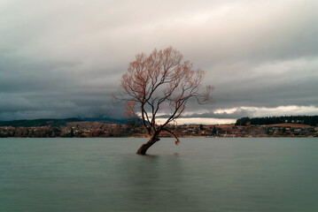 tree on the lake wanaka tree 