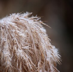 grass background