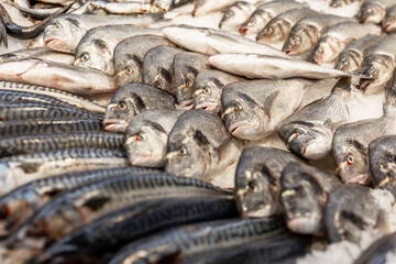Fresh silver fish beautifully laid out on an ice counter. Close-up. Vertical.