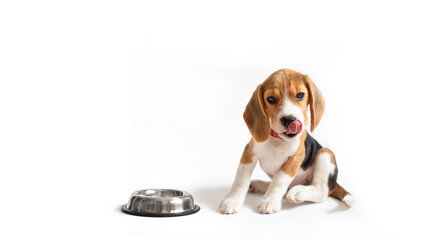 Beagle puppy licks his lips in front of a bowl