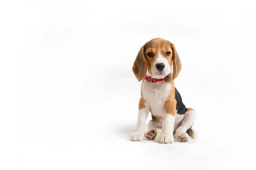 Tricolor puppy in a red collar