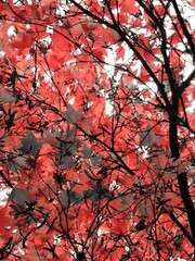 Red leaved autumnal trees