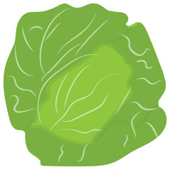 Obraz premium A green vegetable enriched with calcium depicting cabbage 