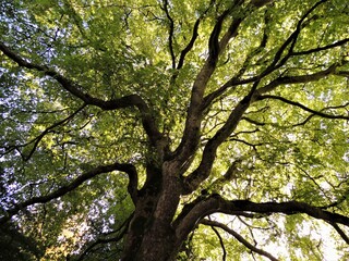 looking up through the branches of a green leafed tree